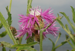 Centaurea napifolia adult naturamediterraneo.com-min.jpg