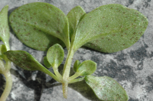 Anagallis arvensis.JPG